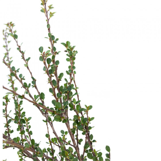 Cotoneaster Horizontalis, h 20-40 cm, verde