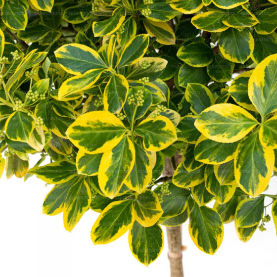 Euonymus Fort. Emerald Gold Tr., h 120 cm