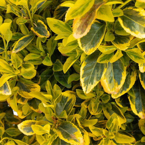 Euonymus Japonicum Elegant. Aureus Aureomarginata in Jardiniera, verde-galben