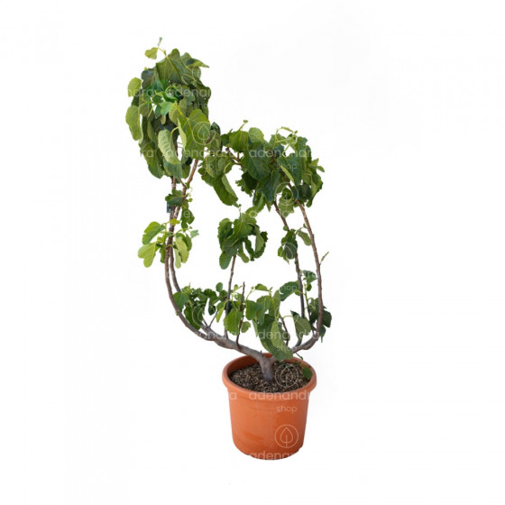 Ficus Carica, Smochin tufa, h 60-80 cm