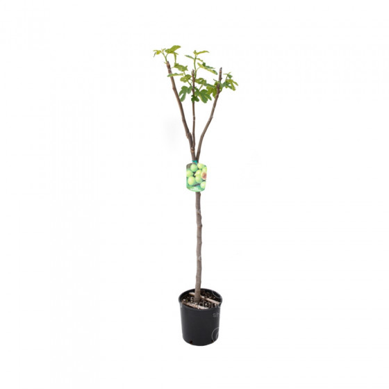 Ficus Carica Mix, pe tulpina, h 125-150 cm
