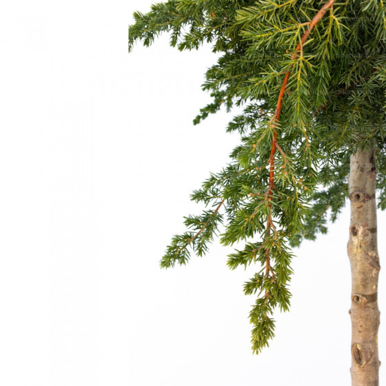 Juniperus Conf. Blue Pacific pe Tulpina, h 110-130 cm, verde-albastru