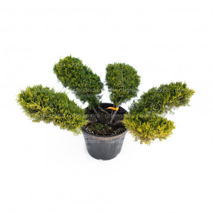Juniperus Media Mint Julep Bonsai, h 80-100 cm, verde