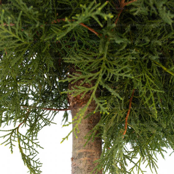 Juniperus Media Old Gold, h 100-120 cm, pe tulpina, galben