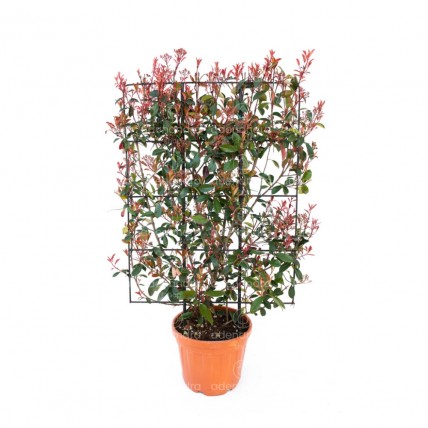 Photinia Fraseri Robusta Compacta Spalliera, 120*80 cm, verde-rosu