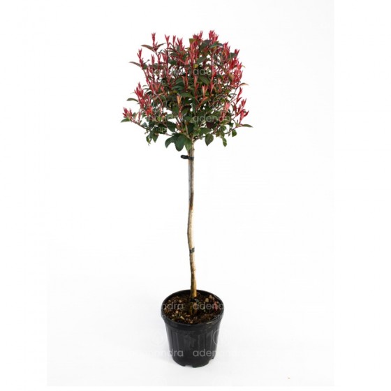 Photinia Fraseri Robusta Compacta pe tulpina,130-150cm, diam 35-40 cm, verde-rosu