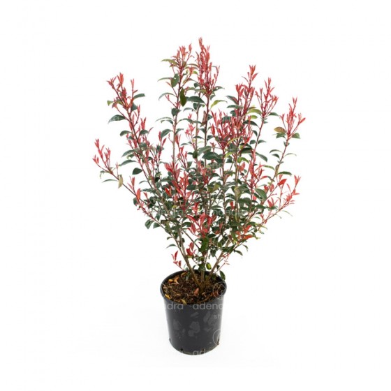 Photinia Fraseri Robusta Compacta, h 100-120 cm, verde-rosu