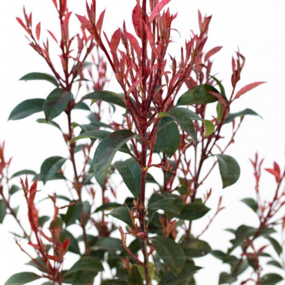 Photinia Fraseri Robusta Compacta, h 100-120 cm, verde-rosu