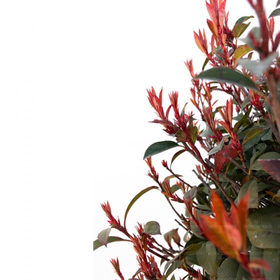 Photinia Fraseri Robusta Compacta pe tulpina, h 50-60 cm, verde-rosu