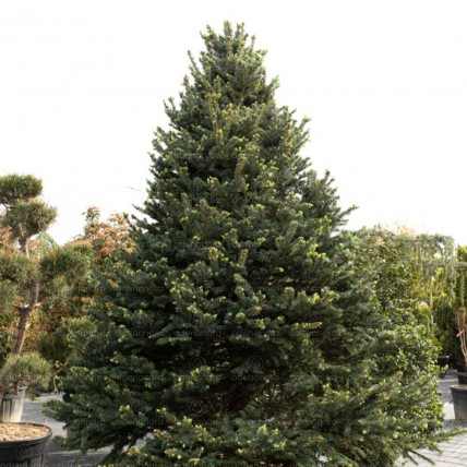 Picea Pungens Fat Albert, Brad Argintiu, h 300-350 cm, argintiu