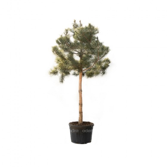Pinus Nigra Austriaca pe tulpina, circ. 20-25 cm, h 250 - 300 cm, verde