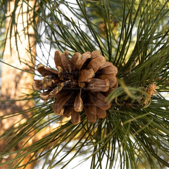 Pinus Nigra Austriaca pe tulpina, circ. 20-25 cm, h 250 - 300 cm, verde