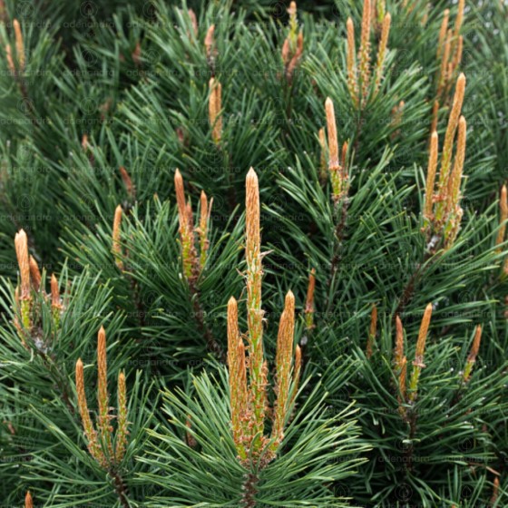Pinus Nigra Sinfonia, Pin negru, h 200-250 cm, verde