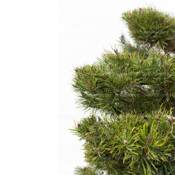 Pinus Sylvestris Bonsai, h 180-200 cm, verde