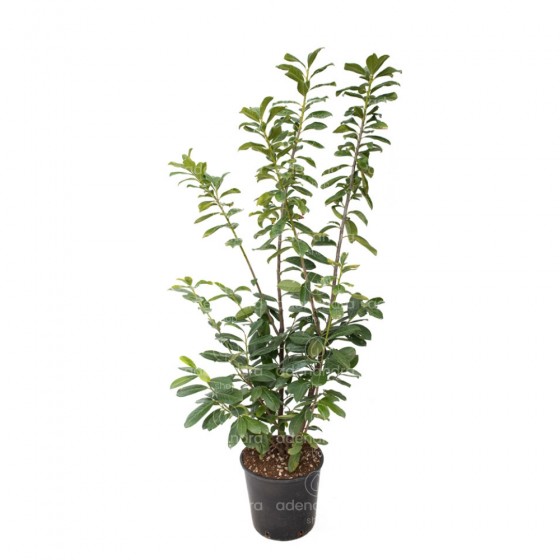 Prunus Laurocerasus, Laur englezesc, h 110-130 cm, verde