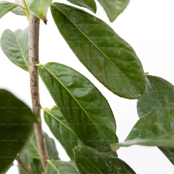 Prunus Laurocerasus, Laur englezesc, h 110-130 cm, verde