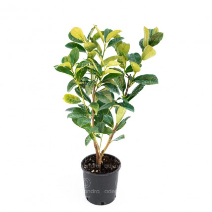 Prunus Laurocerasus, Laur englezesc, h 60-80 cm, verde