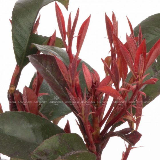 Photinia Fraseri Red Robin, h 60-80 cm