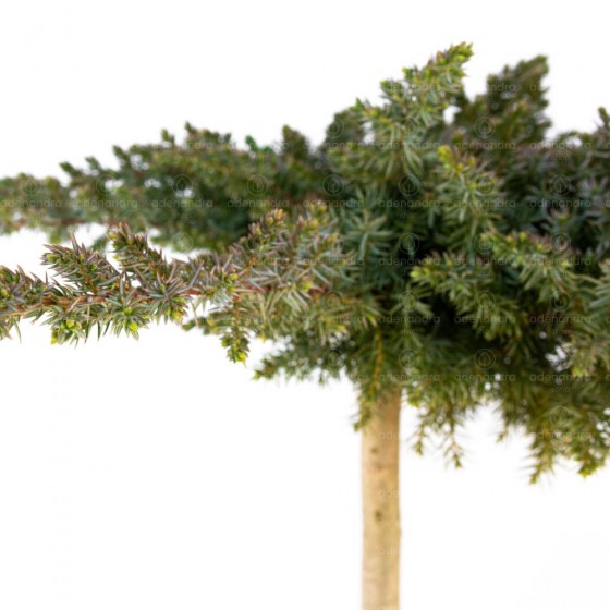 Juniperus Conferta Schlager pe Tulpina