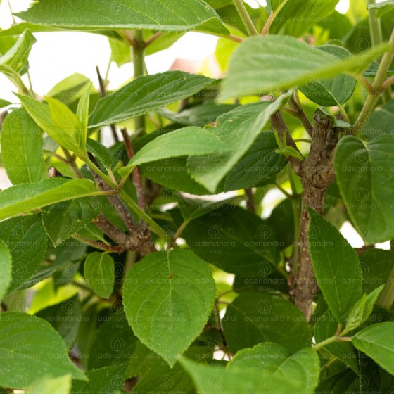 Hydrangea Paniculata LimeLight, pe Tulpina