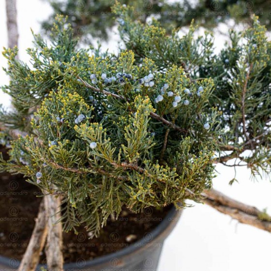 Juniperus Virg. Grey Owl, h 100-120 cm, Bonsai