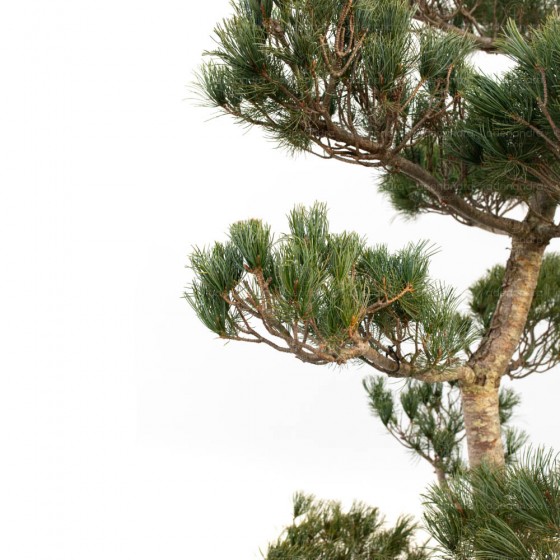 Pinus Pentaphilla, h 200-250 cm, Bonsai