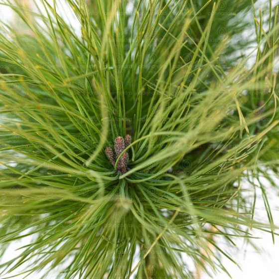 Pinus Pinea Trio, h 150-175 cm 