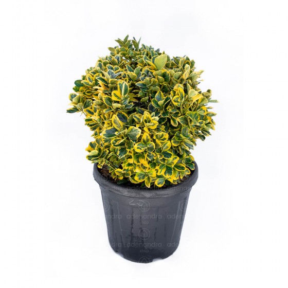 Euonymus Japonicum Aurea h 40-50 cm, Palla 
