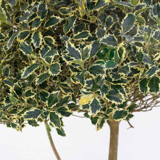 Ilex Aquifolium Argenteomarginata, h 140/160 cm, Nuvola