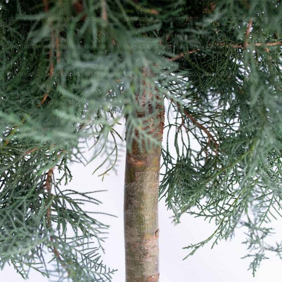 Juniperus Virg. Grey Owl 25-30 pe Tulpina