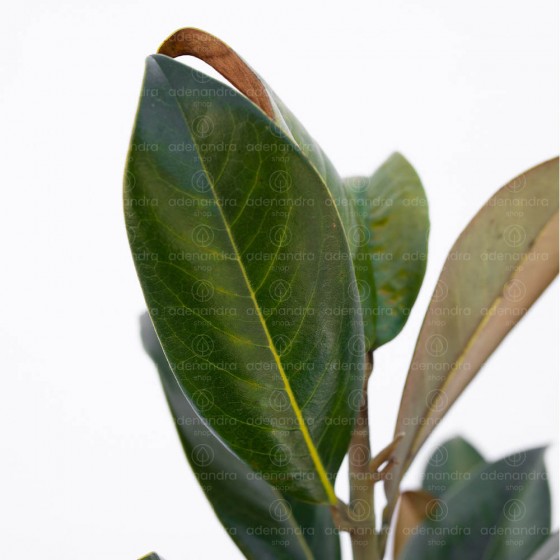 Magnolia Grandiflora Gallissoniensis h 80-100 cm