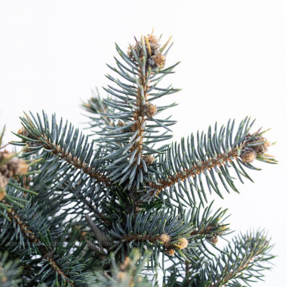 Picea Pungens Glauca Globosa Nana, h 35-40 cm, pe tulpina