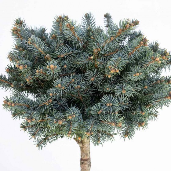 Picea Pungens, Glauca Globosa Nana, h 120-140  cm, pe Tulpina