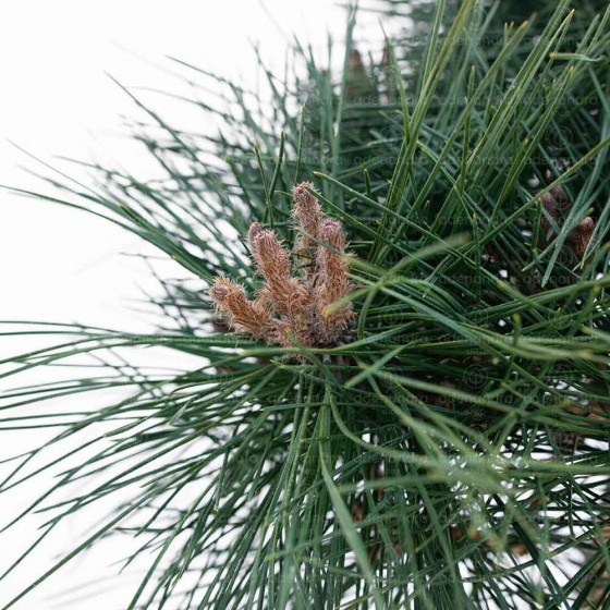 Pinus Nigra Brepo N.P. Bregeon, CLT 10, pe tulpina