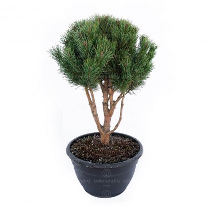 Pinus Sylvestris Watereri S. Nana Ciotola h 70-80 cm Nuvola