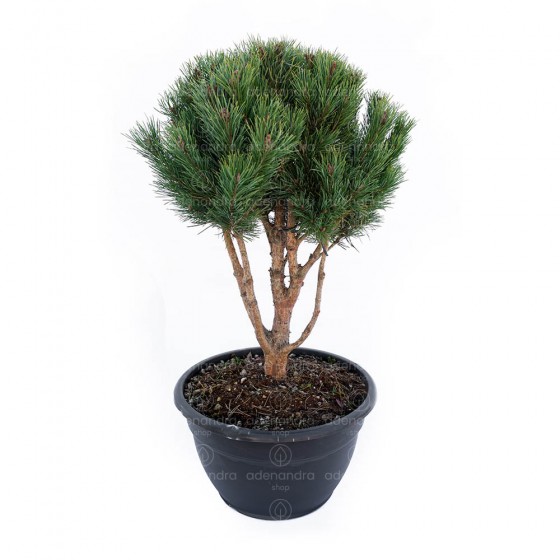 Pinus Sylvestris Watereri S. Nana Ciotola h 70-80 cm Nuvola