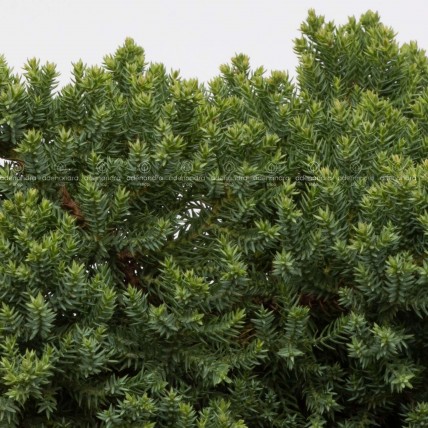 Juniperus procumbens Nana, Ienupar tarator