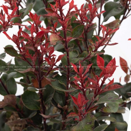Photinia Fraseri Little Red Robin h 25-35 cm, diam. 30-40 cm