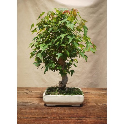 Acer Buergerianum Bonsai, 25 cm