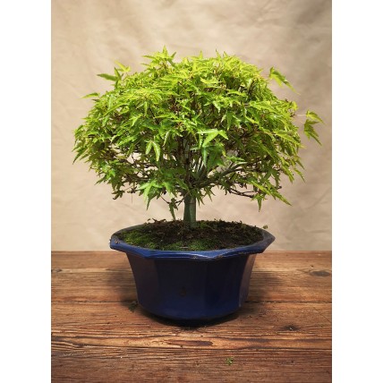 Acer Palmatum Kiyohime, Bonsai 20-30 cm