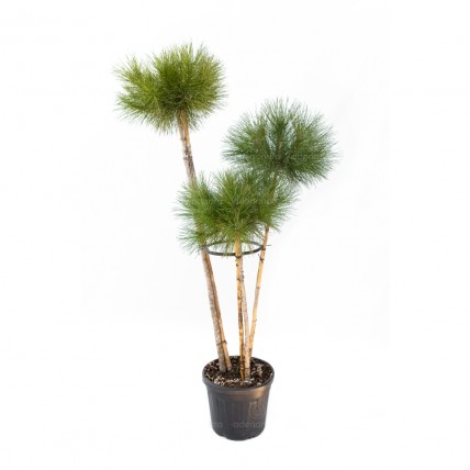 Pinus Pinea Trio, h 150-175 cm 