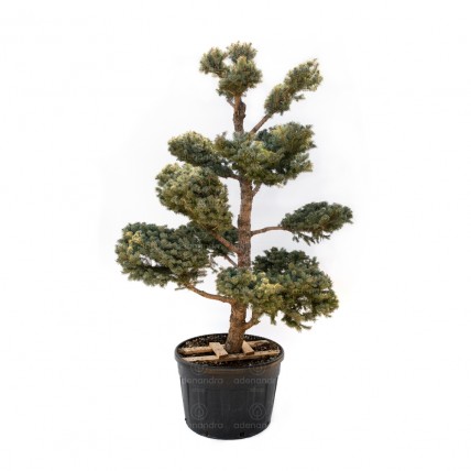 Picea Pungens Oldenburg, h 200-250 cm, Bonsai