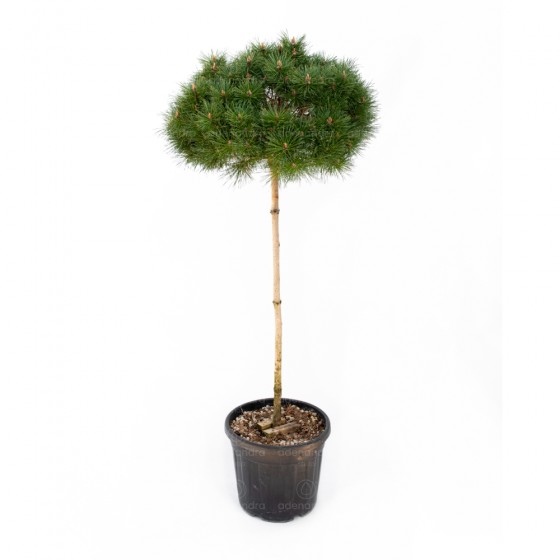 Pinus Brepo Bambino, h 100-120 cm, diam. 50-60 cm, pe tulpina