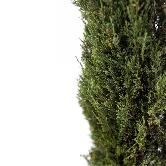 Cupressus Sempervirens Pyramidalis Stricta, Chiparos Italian, h 200-250 cm (conifer ornamental)