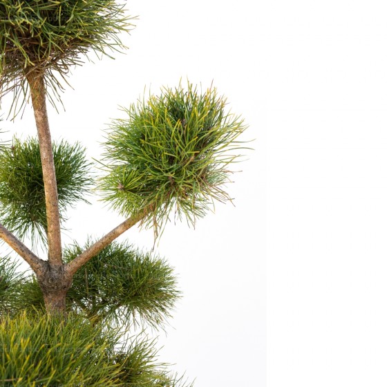Pinus Nigra Austriaca, h 100-120 cm, Pompons