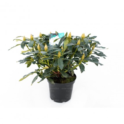 Rhododendron Hybridum, h 35-40 cm 