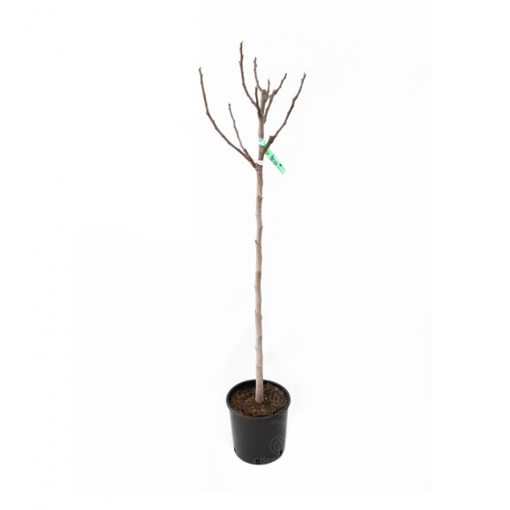 Ficus Carica 'Brogiotto Nero' pe tulpina, smochin, h 120-140 cm, negru