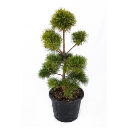 Pinus Nigra Austriaca, h 100-120 cm, Pompons