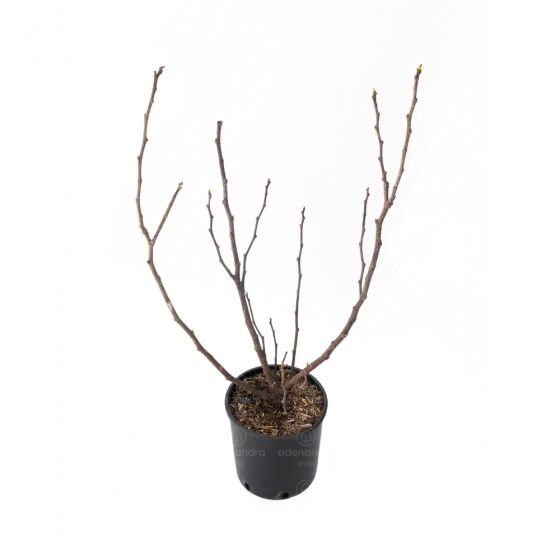 Ficus Carica Mix, Smochin, h 120-140 cm 