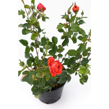 Rose Fiore Grande, h 20-30 cm